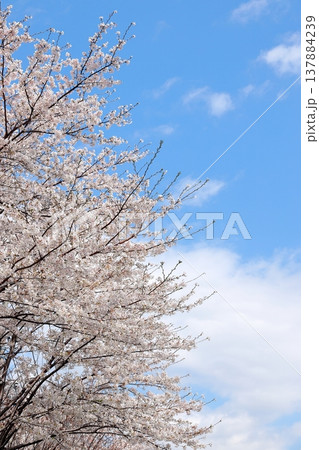 満開の桜 タテ位置 満開の桜 タテ位置 137884239