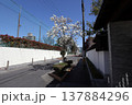 道ばたに咲く木蓮の花　 137884296