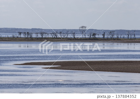 野付湾の野鳥 137884352