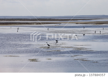 野付湾の野鳥 野付湾の野鳥 137884357