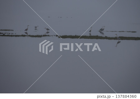 野付湾の野鳥 137884360