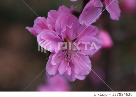 早春の庭に咲くピンク色の花桃(矢口桃)の花 早春の庭に咲くピンク色の花桃(矢口桃)の花 137884626