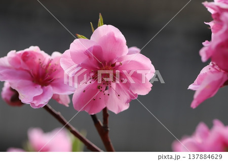 早春の庭に咲くピンク色の花桃（矢口桃）の花 137884629