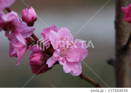早春の庭に咲くピンク色の花桃（矢口桃）の花 137884630
