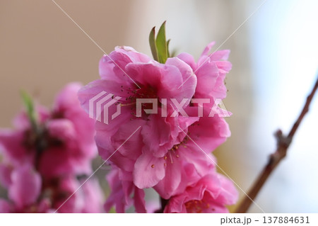 早春の庭に咲くピンク色の花桃(矢口桃)の花 早春の庭に咲くピンク色の花桃(矢口桃)の花 137884631
