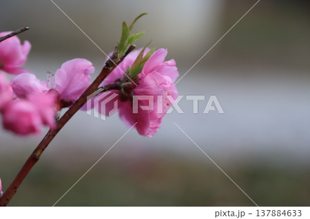 早春の庭に咲くピンク色の花桃(矢口桃)の花 早春の庭に咲くピンク色の花桃(矢口桃)の花 137884633