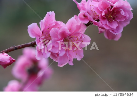 早春の庭に咲くピンク色の花桃(矢口桃)の花 早春の庭に咲くピンク色の花桃(矢口桃)の花 137884634
