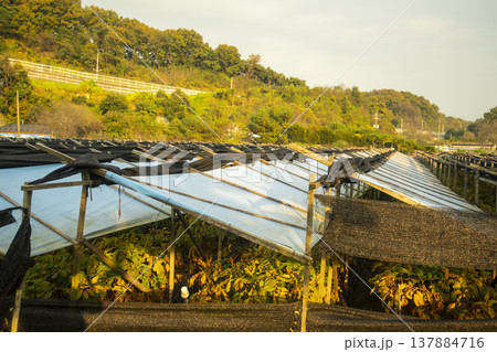 Han River bike path 137884716