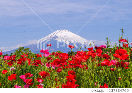 花と富士山 137884769