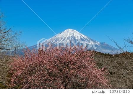 早春の白梅咲く岩本山公園から富士山を望む 137884830