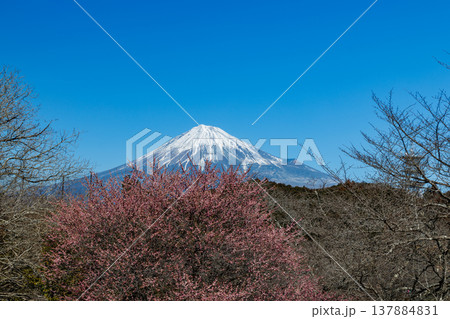 早春の白梅咲く岩本山公園から富士山を望む 137884831