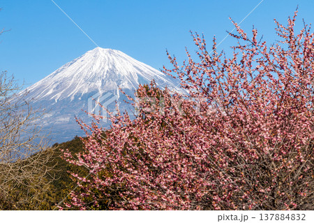 早春の白梅咲く岩本山公園から富士山を望む 137884832