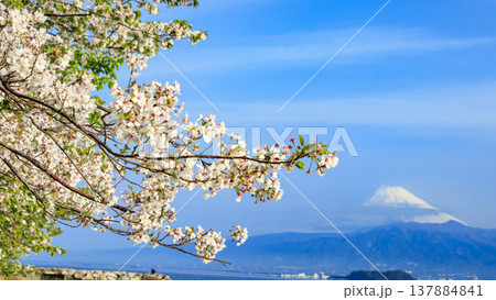 駿河湾越しで見る伊豆半島西伊豆の沼津市内浦から見る冠雪した富士山 駿河湾越しで見る伊豆半島西伊豆の沼津市内浦から見る冠雪した富士山 137884841