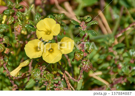 Wood sorrel flower or Oxalis pescaprae blooming in a sunny garden during spring in Spain 137884887