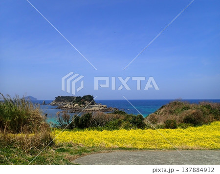 五島列島　魚津ヶ崎公園の菜の花 137884912