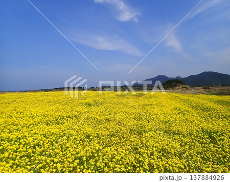 五島列島　魚津ヶ崎公園の菜の花 137884926