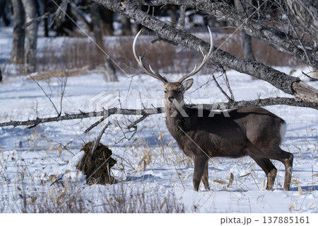 冬の野付半島 137885161