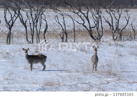 冬の野付半島 冬の野付半島 137885165