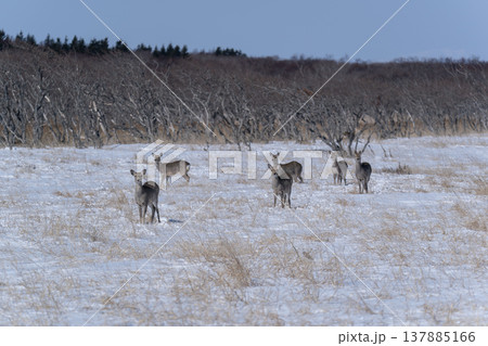 冬の野付半島 冬の野付半島 137885166