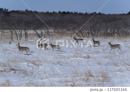 冬の野付半島 冬の野付半島 137885168