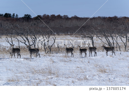 冬の野付半島 137885174