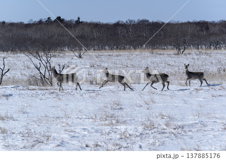 冬の野付半島 137885176