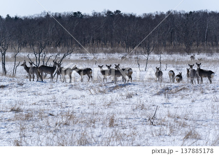冬の野付半島 137885178