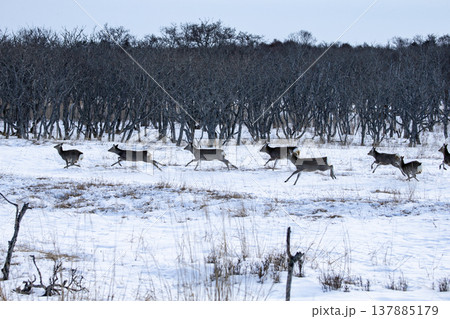 冬の野付半島 137885179