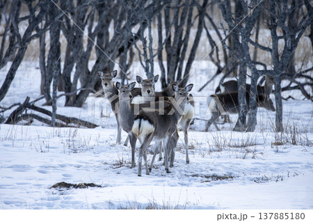 冬の野付半島 137885180