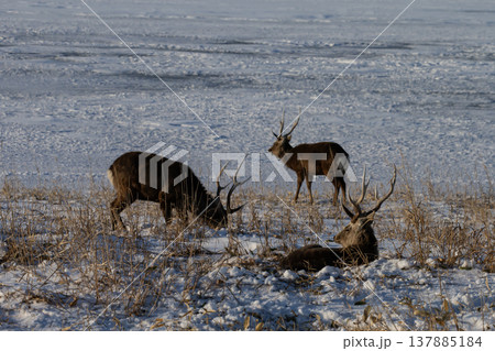 冬の野付半島 137885184