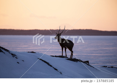 冬の野付半島 137885185