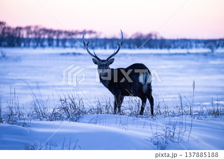 冬の野付半島 137885188