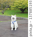 散歩中公園で休憩している秋田犬 137885193