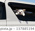 車から顔を出す 秋田犬 137885194