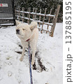 初雪と秋田犬 137885195