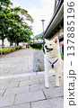 坂と秋田犬 137885196