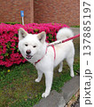 ツツジと秋田犬 137885197