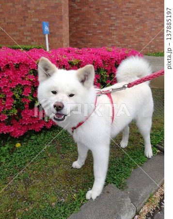 ツツジと秋田犬 ツツジと秋田犬 137885197