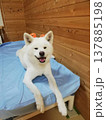 ハロウィンで仮装した 秋田犬 137885198