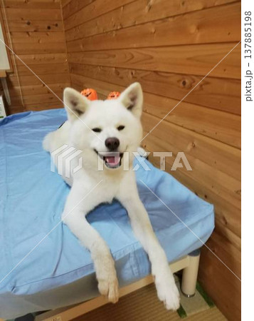 ハロウィンで仮装した 秋田犬 ハロウィンで仮装した 秋田犬 137885198