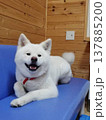 笑顔でくつろぐ 秋田犬 137885200