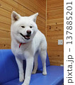 秋田犬たち姿 137885201