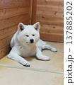 和室にいる 秋田犬 137885202