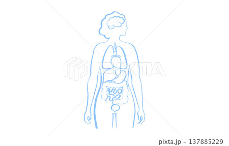 Internal Organs Sketch 137885229
