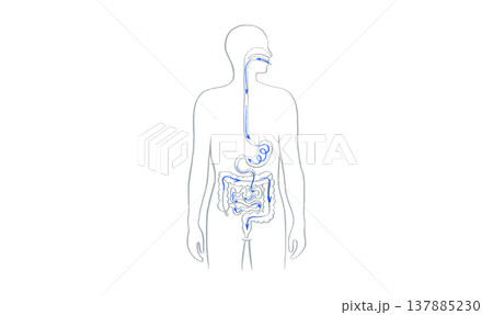 Digestive system diagram 137885230