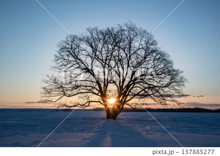 朝焼けの大樹 137885277