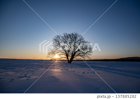 朝焼けの大樹 137885282