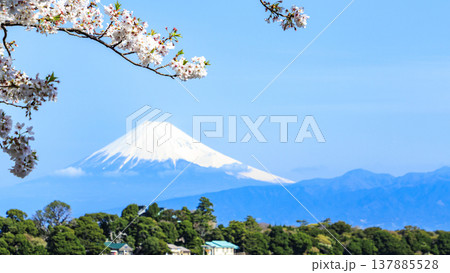 桜咲く大瀬崎の春 桜咲く大瀬崎の春 137885528