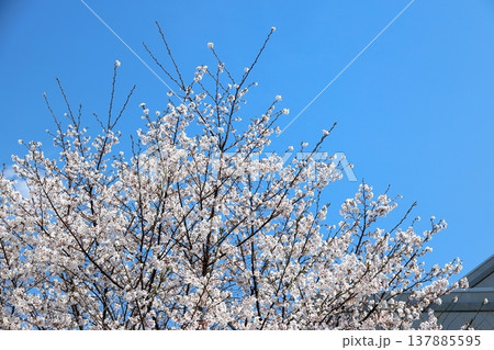 満開の桜 満開の桜 137885595
