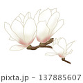 春先に大輪の美しい白い花を咲かせるモクレン 137885607